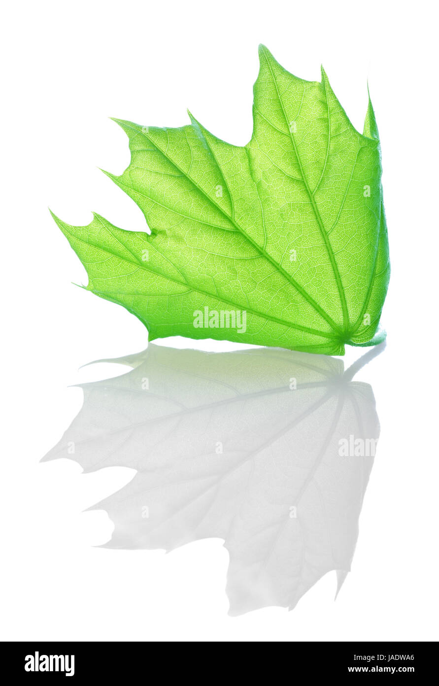 Green maple leaf isolated on white background Stock Photo - Alamy