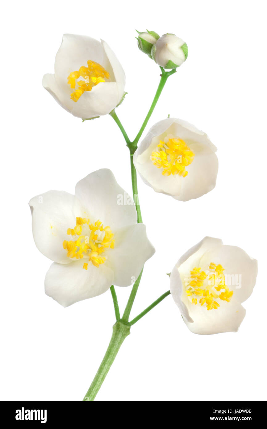 Jasmine flowers isolated on a white background Stock Photo - Alamy