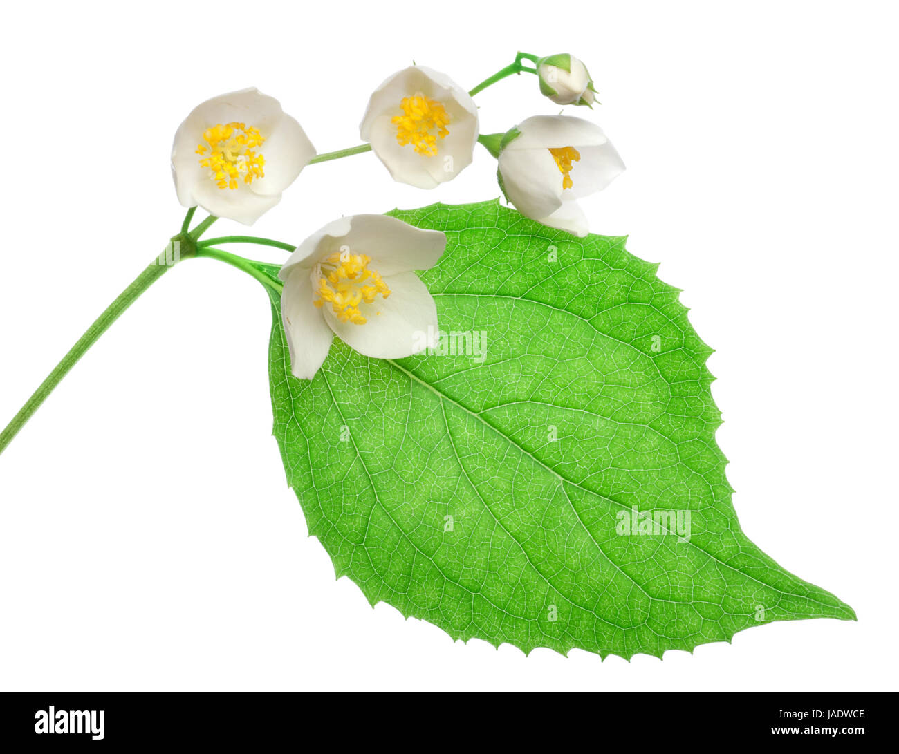 Jasmine flowers isolated on a white background Stock Photo - Alamy