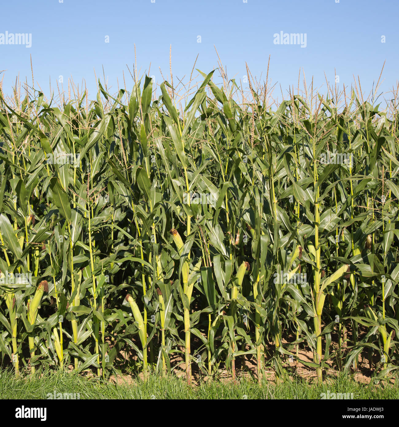 Reifer Mais im Herbst kurz vor der Ernte Stock Photo Alamy