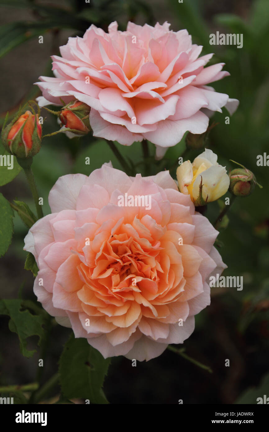 Rosiden rose hi-res stock photography and images - Alamy