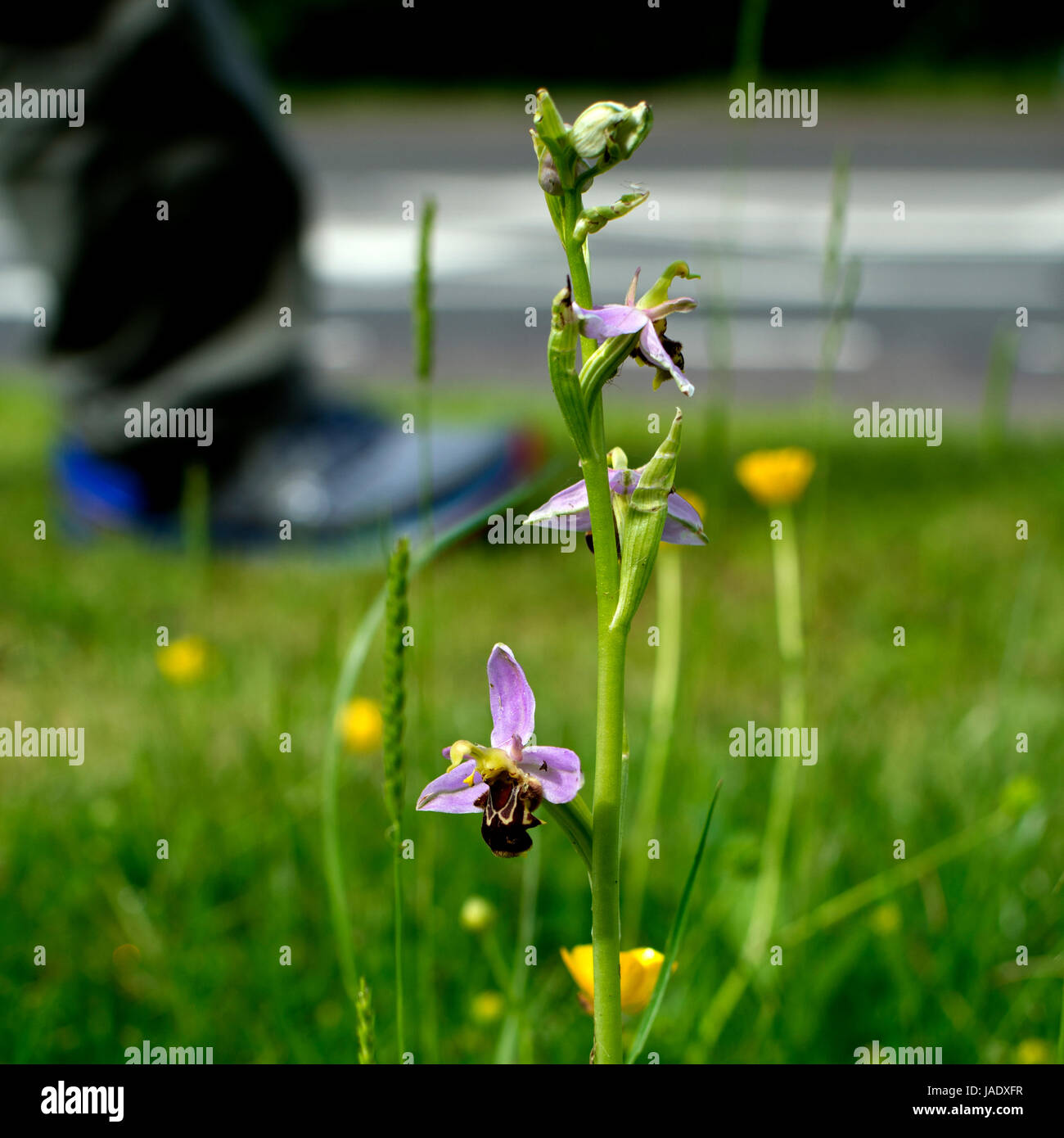 Bee Orchid (Ophrys apifera) on a roadside verge with person walking behind, UK Stock Photo