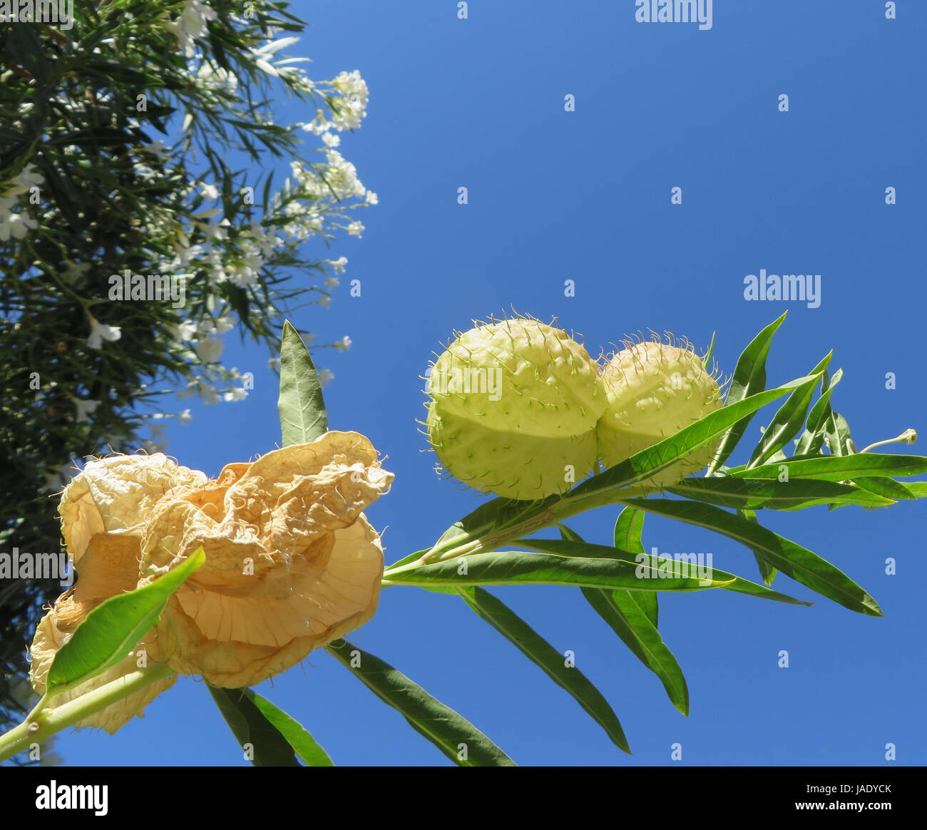cotton milkweed - gomphocarpus fruticosus Stock Photo