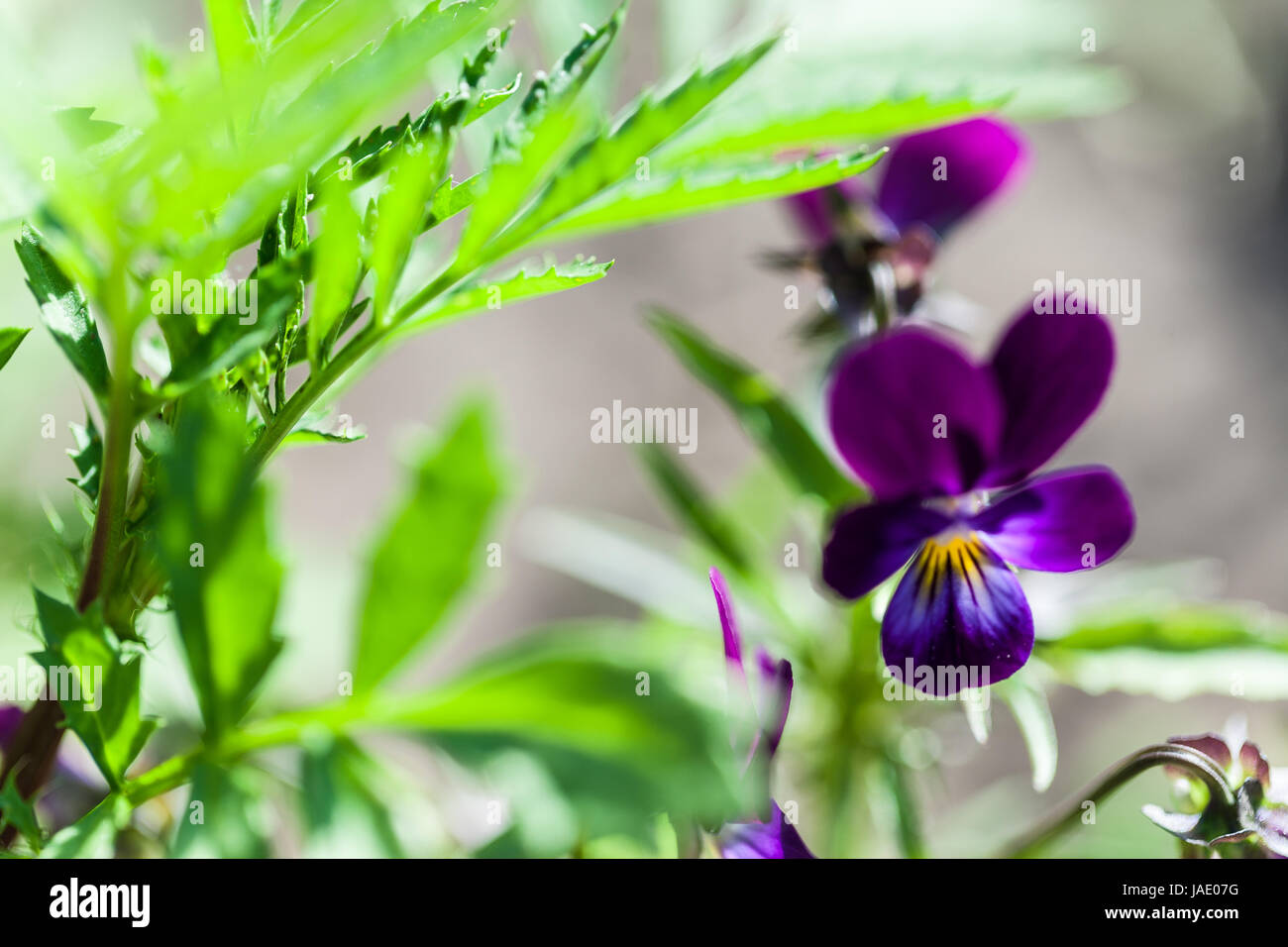 Viola odorata. Sweet Violet, English Violet, Common Violet, or Garden Violet blooming in spring close-up. Stock Photo