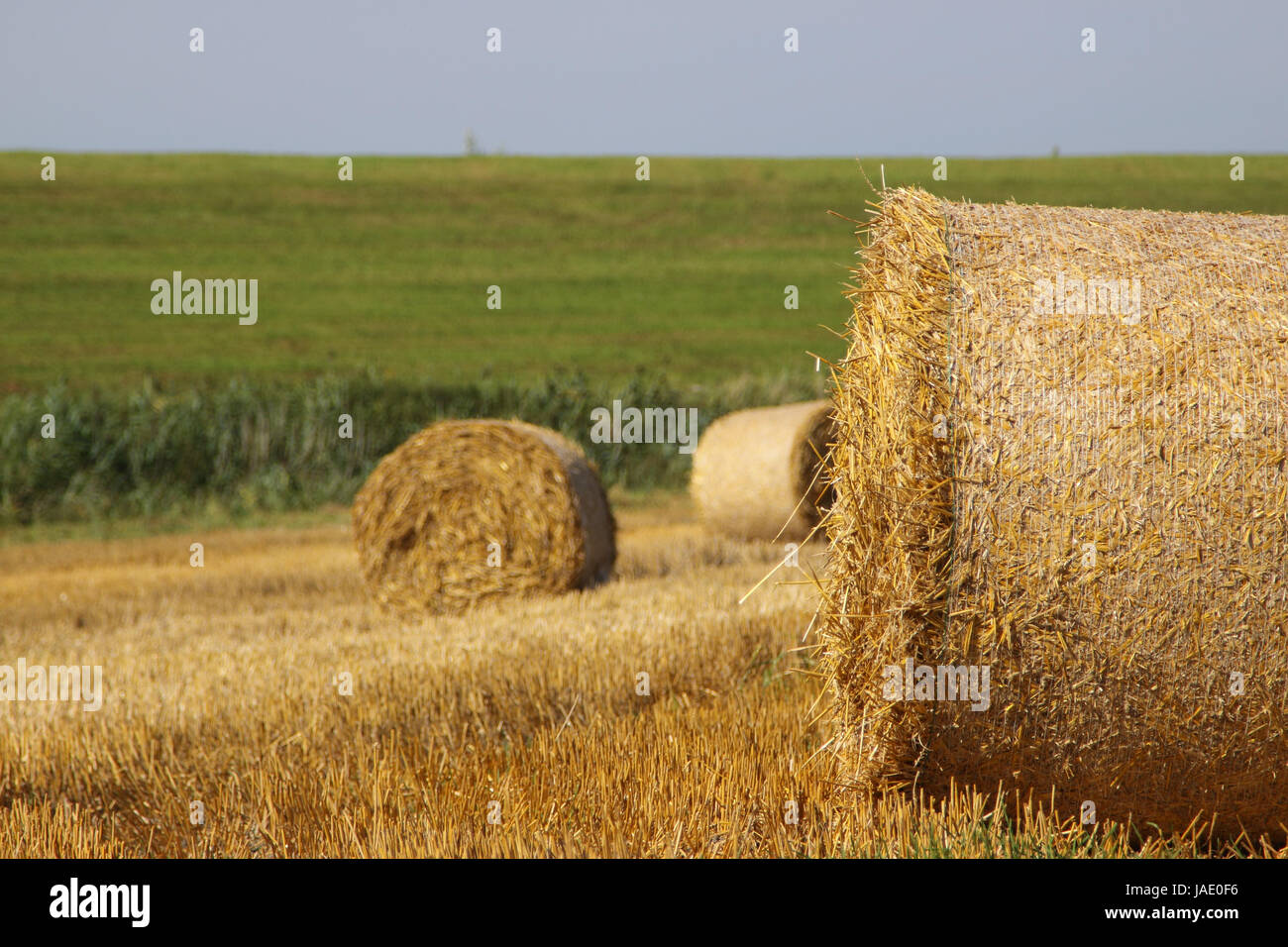 after the wheat harvest Stock Photo - Alamy