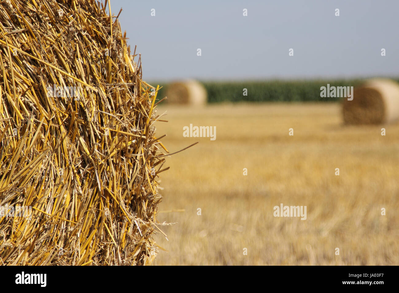 after the wheat harvest Stock Photo - Alamy