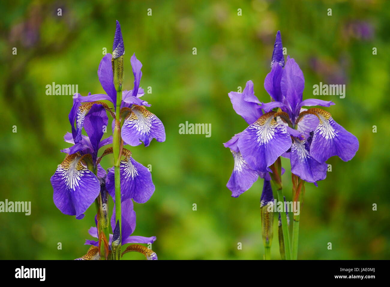 Blue Iris Sibirica Flowers Stock Photo