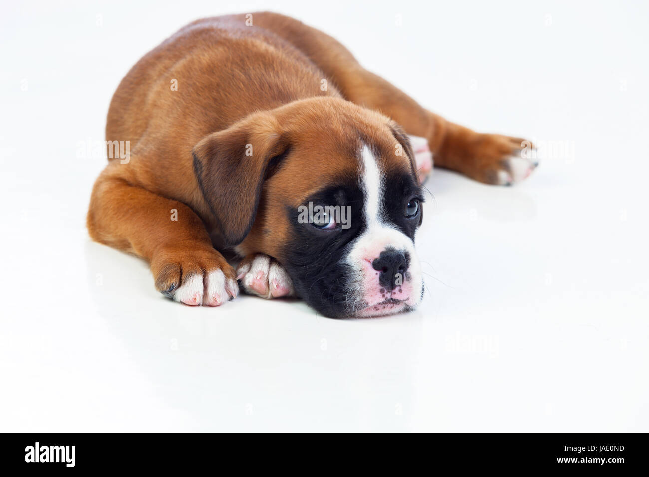 Adorable puppy lying on the floor isolated on white background Stock ...