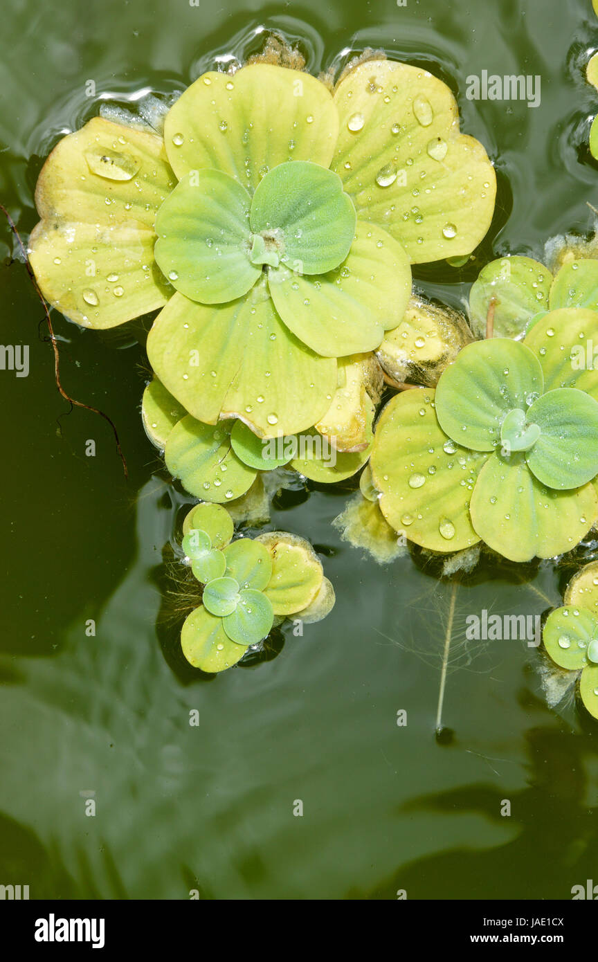 Floating plants in a pond Stock Photo Alamy