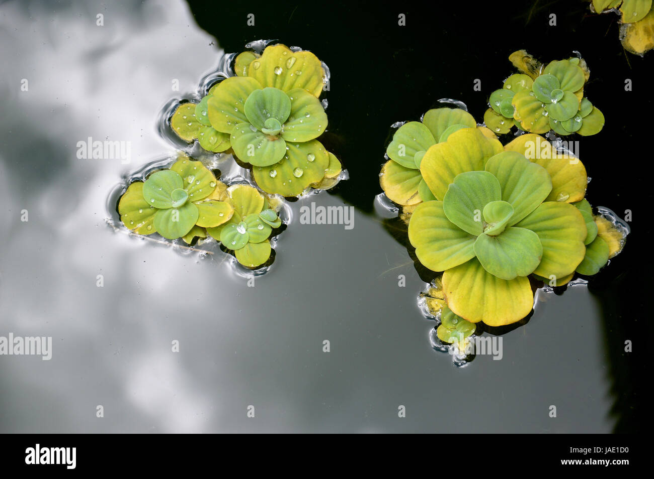 Floating plants in a pond Stock Photo Alamy