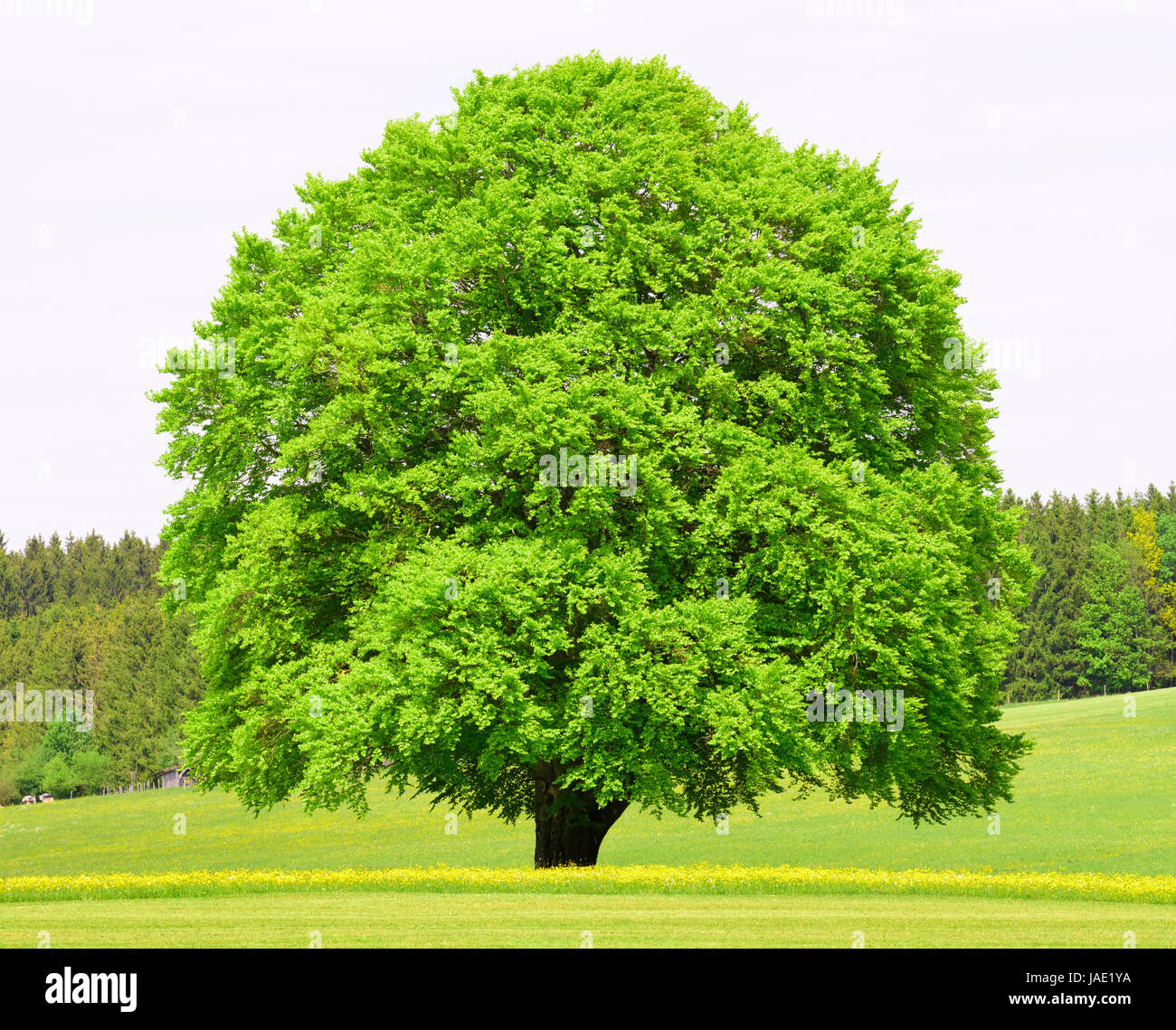 Old beech tree wide crown hi-res stock photography and images - Alamy