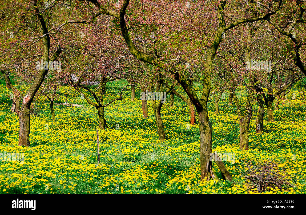 Obstgarten Im Fruhling Mit Bluhenden Marillenbaumen Wachau Stock Photo Alamy