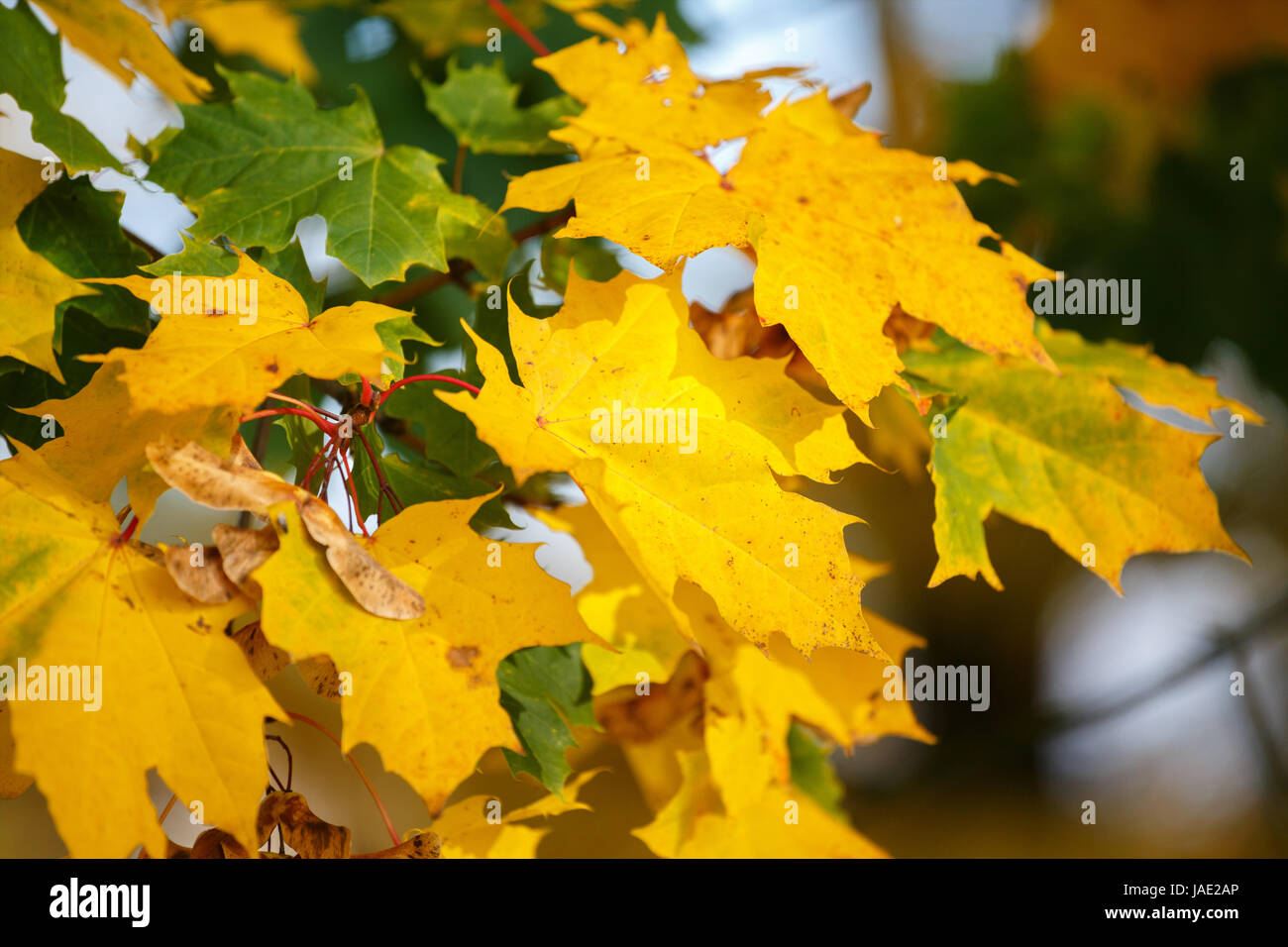 Autumn background with yellow and green maple leaves Stock Photo - Alamy