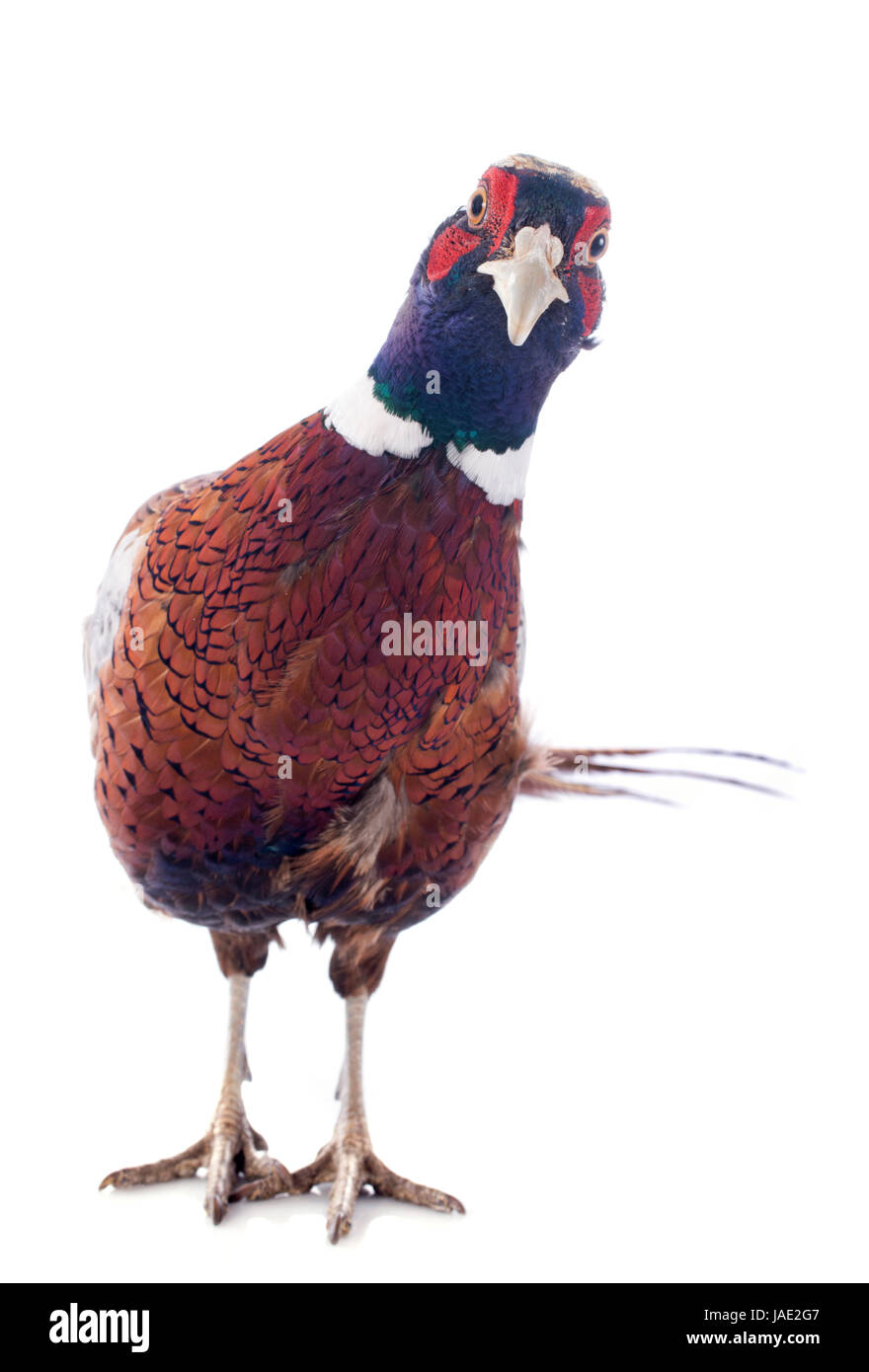 male european pheasant in front of white background Stock Photo