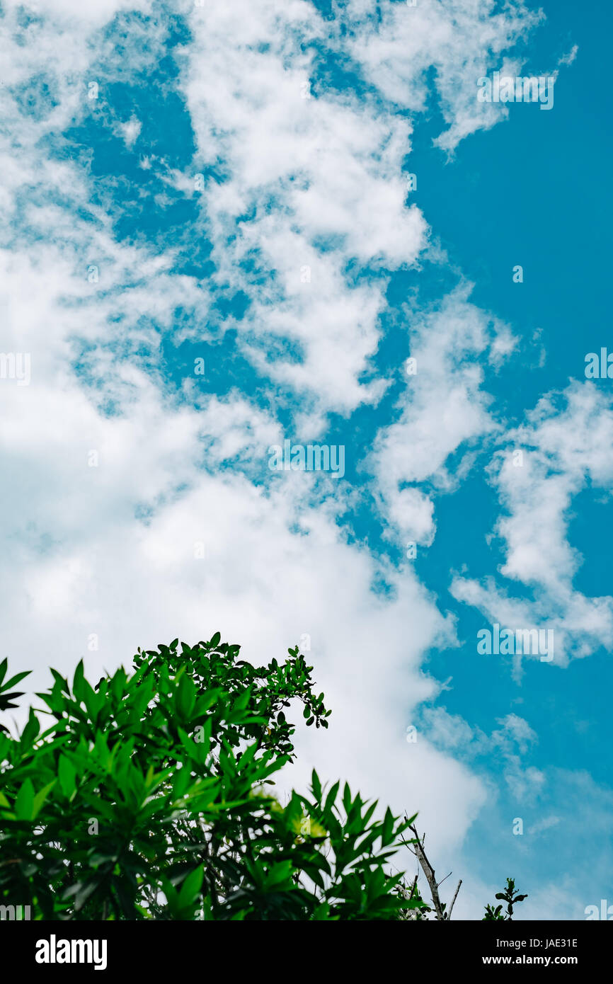 Green tree with clear blue sky Stock Photo - Alamy