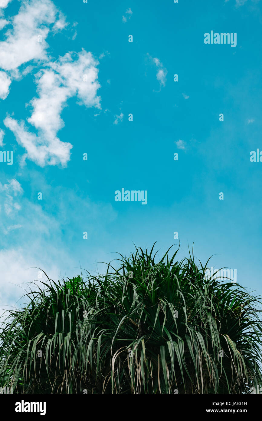 Green tree with clear blue sky Stock Photo - Alamy