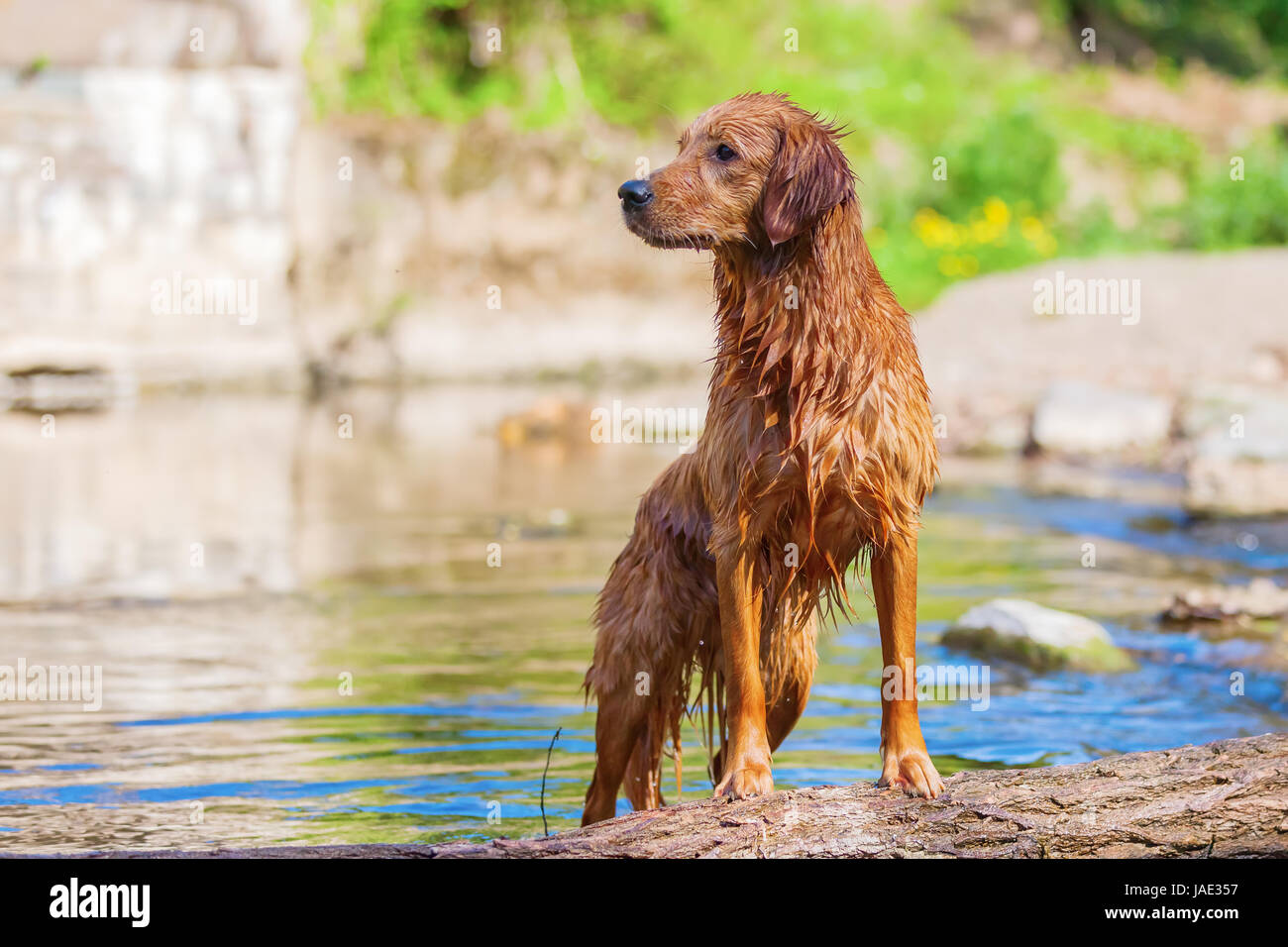 portrait of a golden retriever standing in a river Stock Photo - Alamy