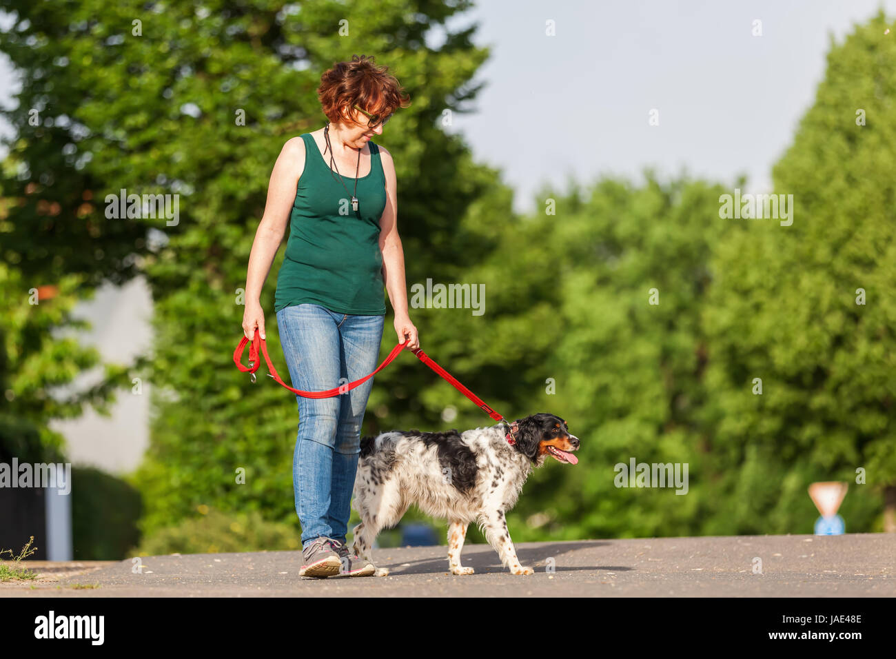 mature woman walking with Brittany dog at the leash on the street Stock
