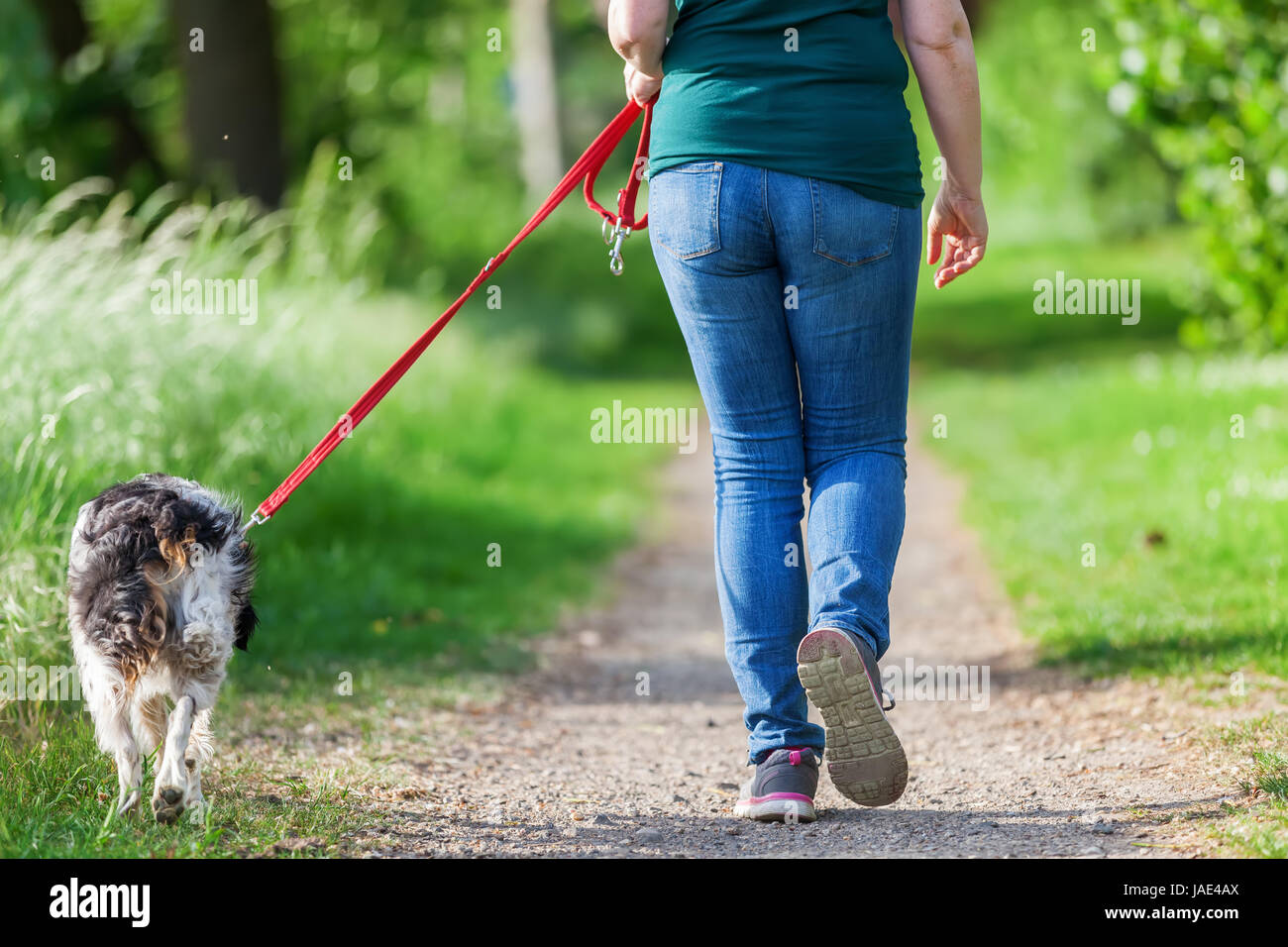 mature woman walking with Brittany dog at the leash on a country path