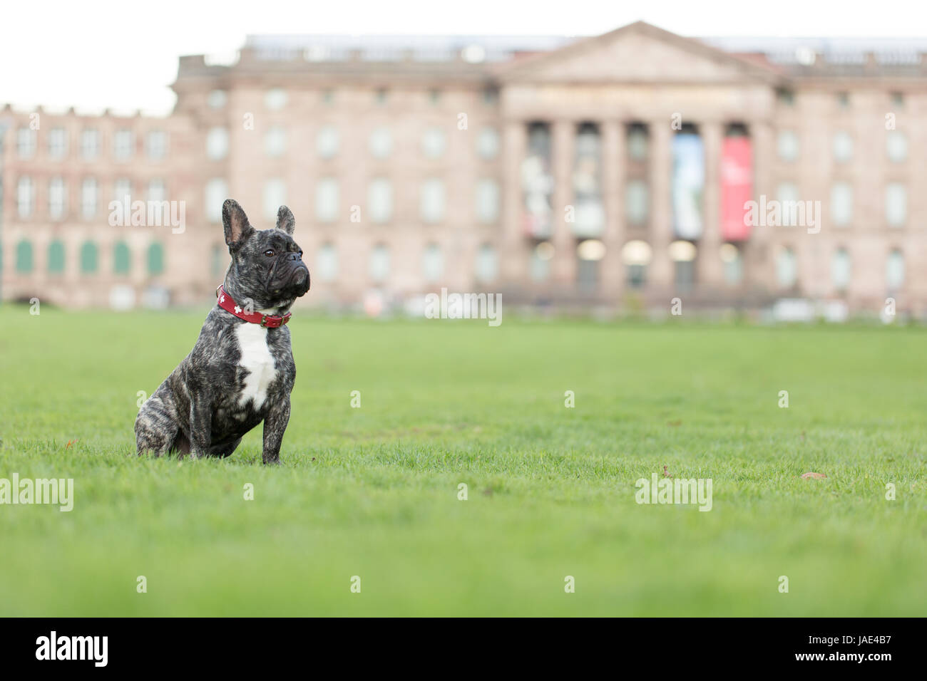 french bulldog in front of castle Stock Photo