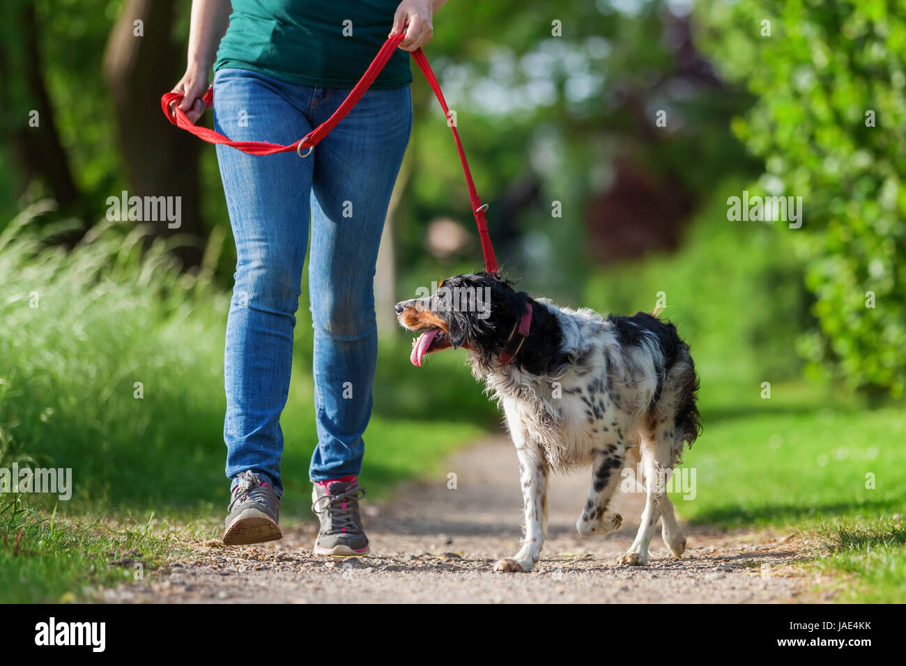 mature woman walking with Brittany dog at the leash on a country path