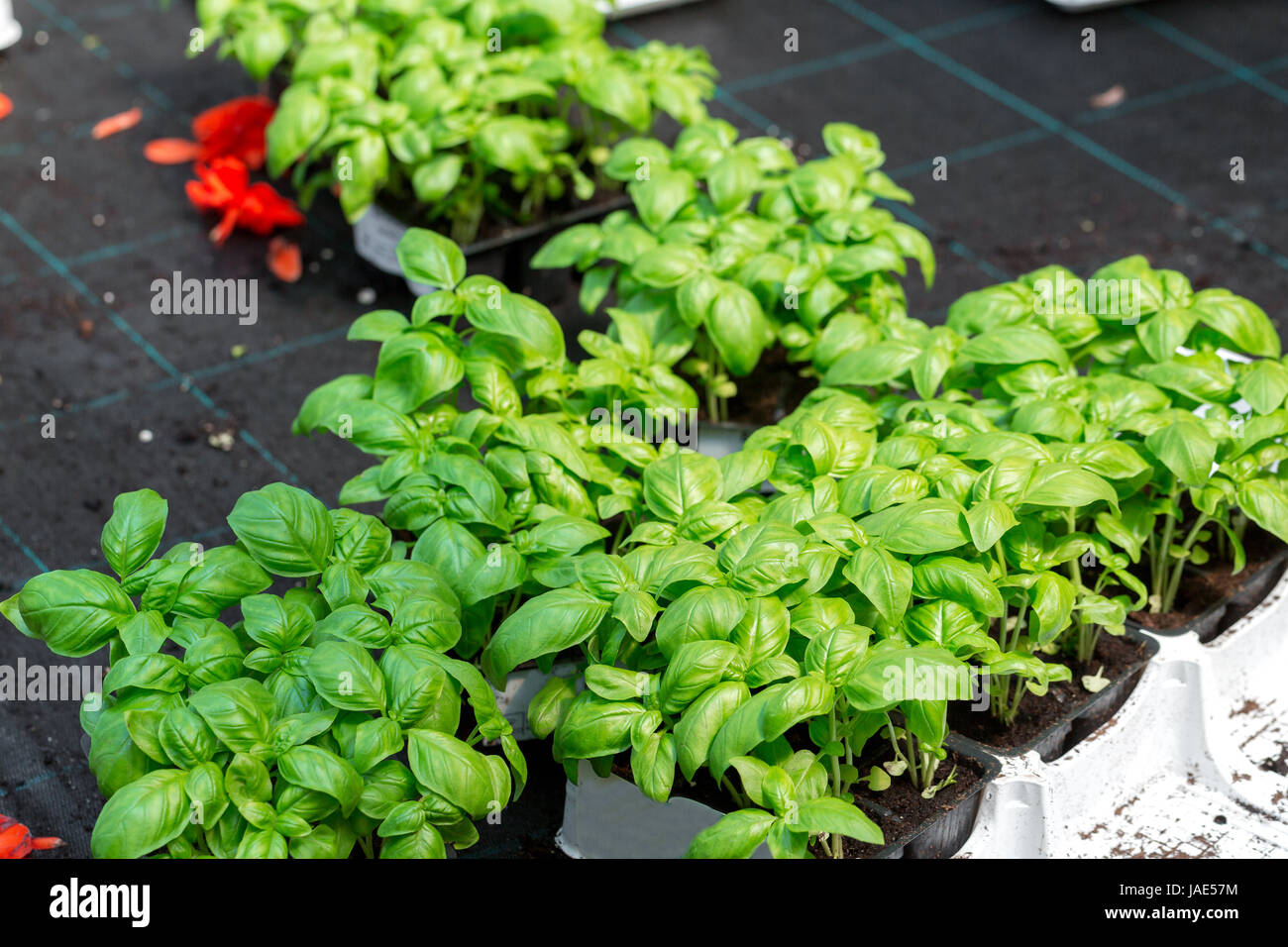 Fresh Basil, vegetables and fruits on the counter of the grocery store
