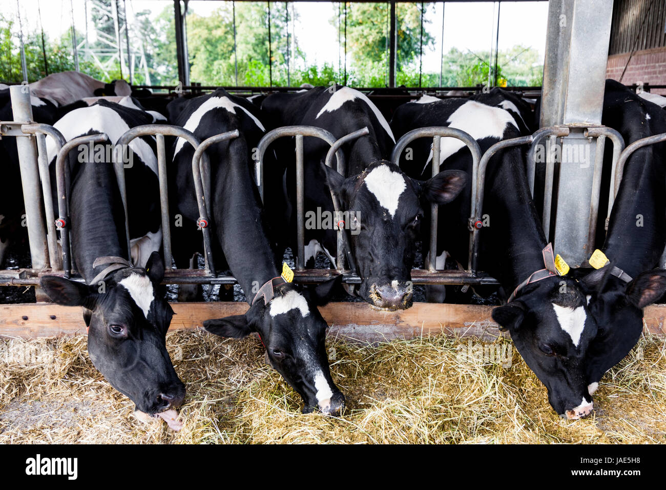 cows in a farm. Dairy cows in a farm Stock Photo - Alamy