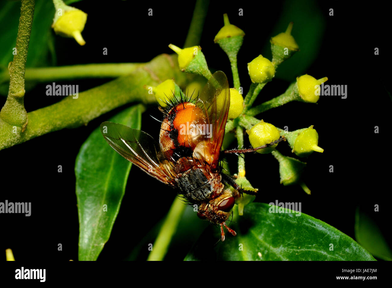 stink bugs fly - gymnosoma nudifrons Stock Photo - Alamy