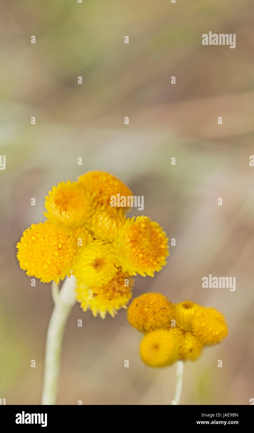 Australian Spring wildflowers Yellow Buttons Billy Buttons in flower Chrysocephalum apiculatum also known as Helichrysum ramosissimum Stock Photo