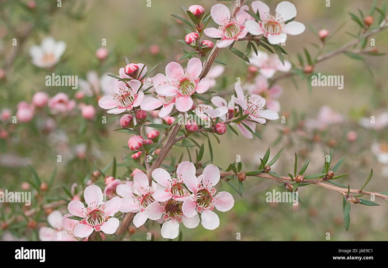 Beautiful pink flowers of Leptospernum Australian native spring
