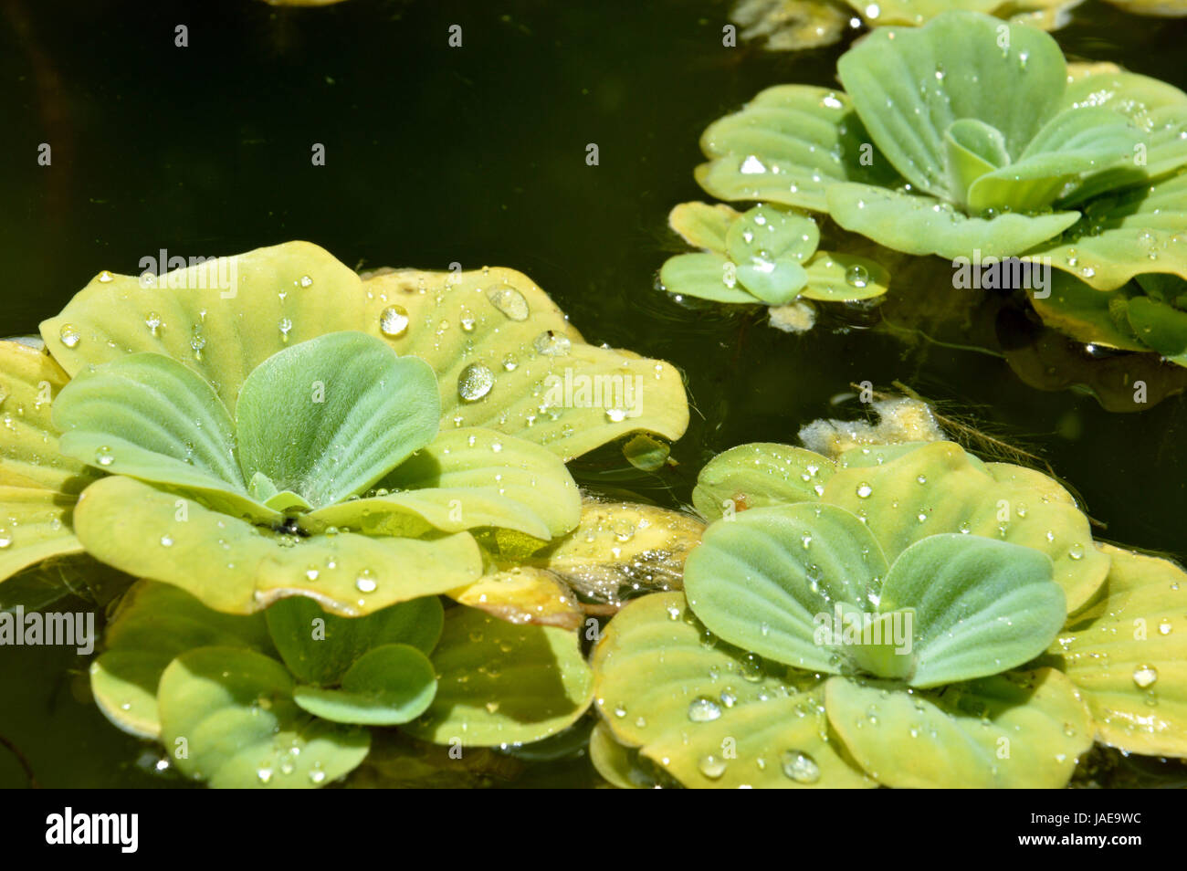 Floating plants in a pond Stock Photo Alamy