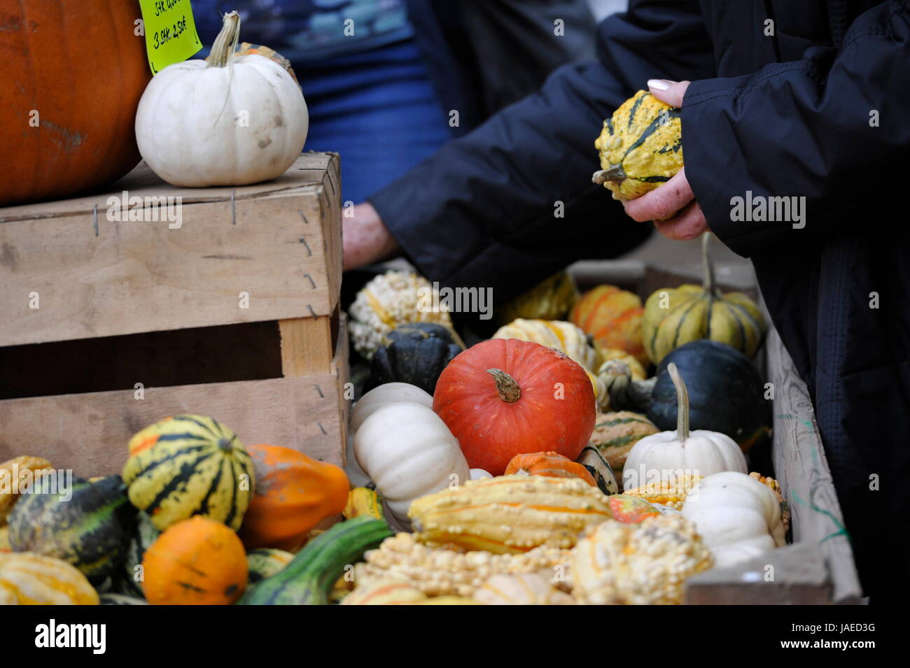 Pumpkins in Wisentgehege Springe Germany for Thanksgiving. Stock Photo