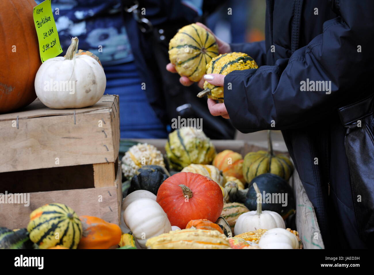 Pumpkins in Wisentgehege Springe Germany for Thanksgiving. Stock Photo