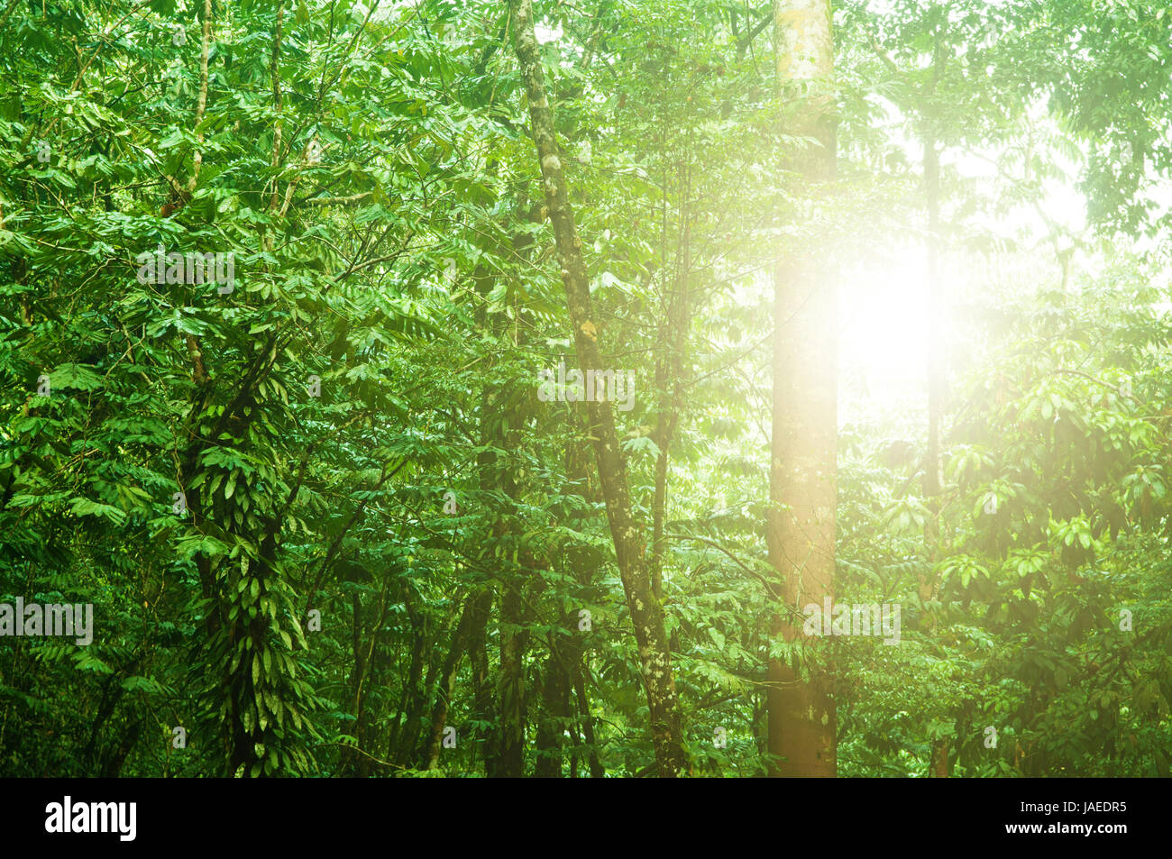 Incredible tropical green forest view with sun flare in morning Stock ...