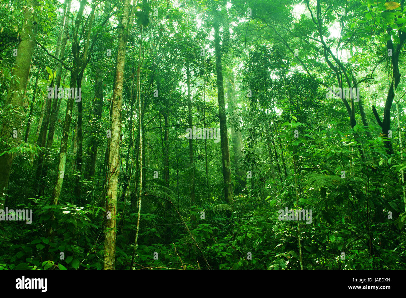 Fantastic tropical green forest landscape in morning Stock Photo - Alamy