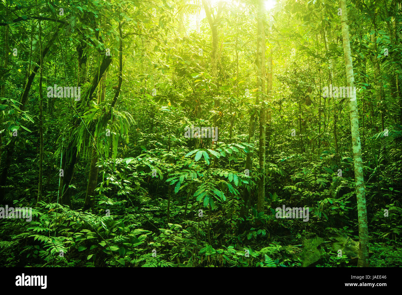 Incredible tropical green forest view with sun flare in morning Stock ...