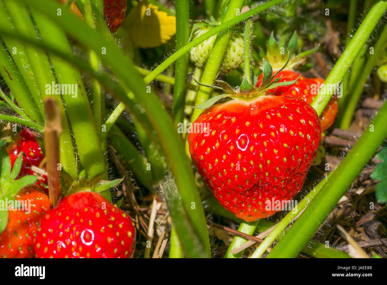 Fresh growing ripe strawberries ready for picking up Stock Photo - Alamy