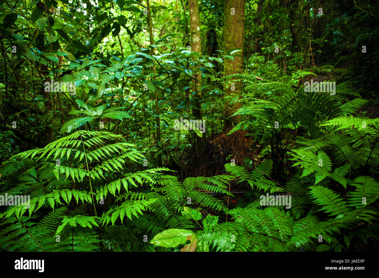 Fantastic tropical green forest landscape in morning Stock Photo - Alamy