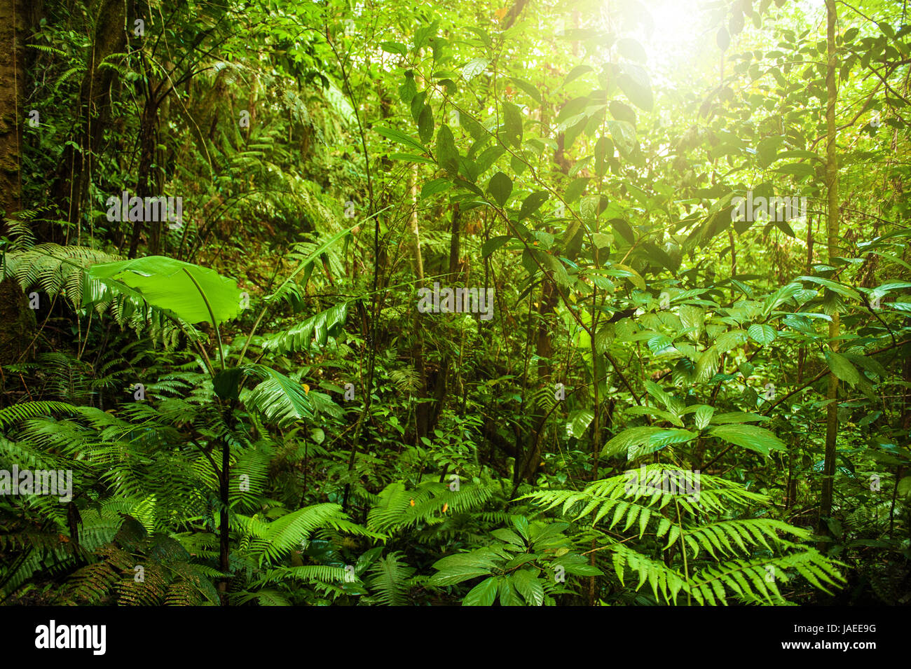 Fantastic tropical green forest landscape with sun flare in morning ...