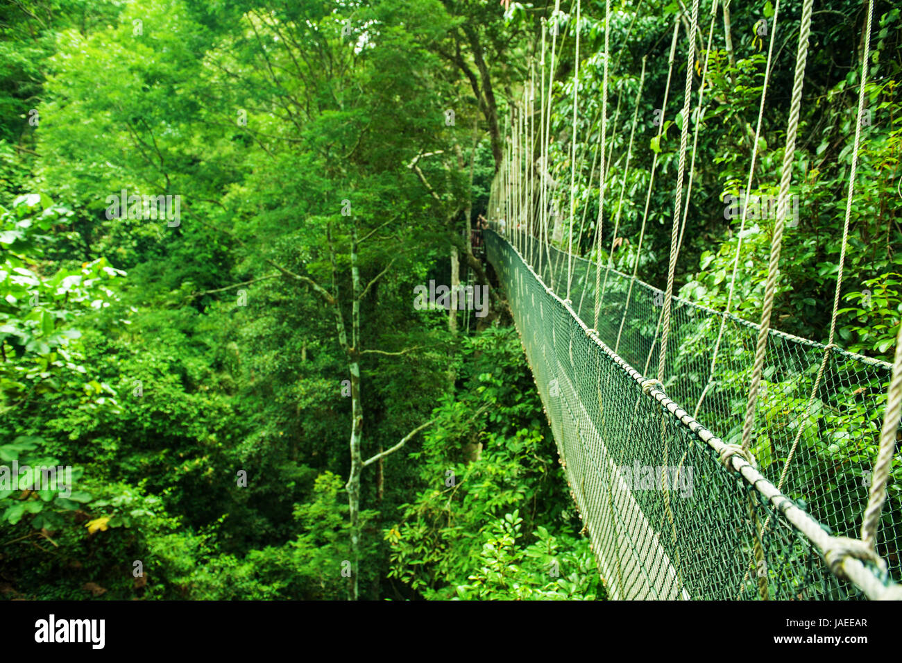 Hanging Rope Bridge in Rainforest, Taman Negara, Malaysia Stock