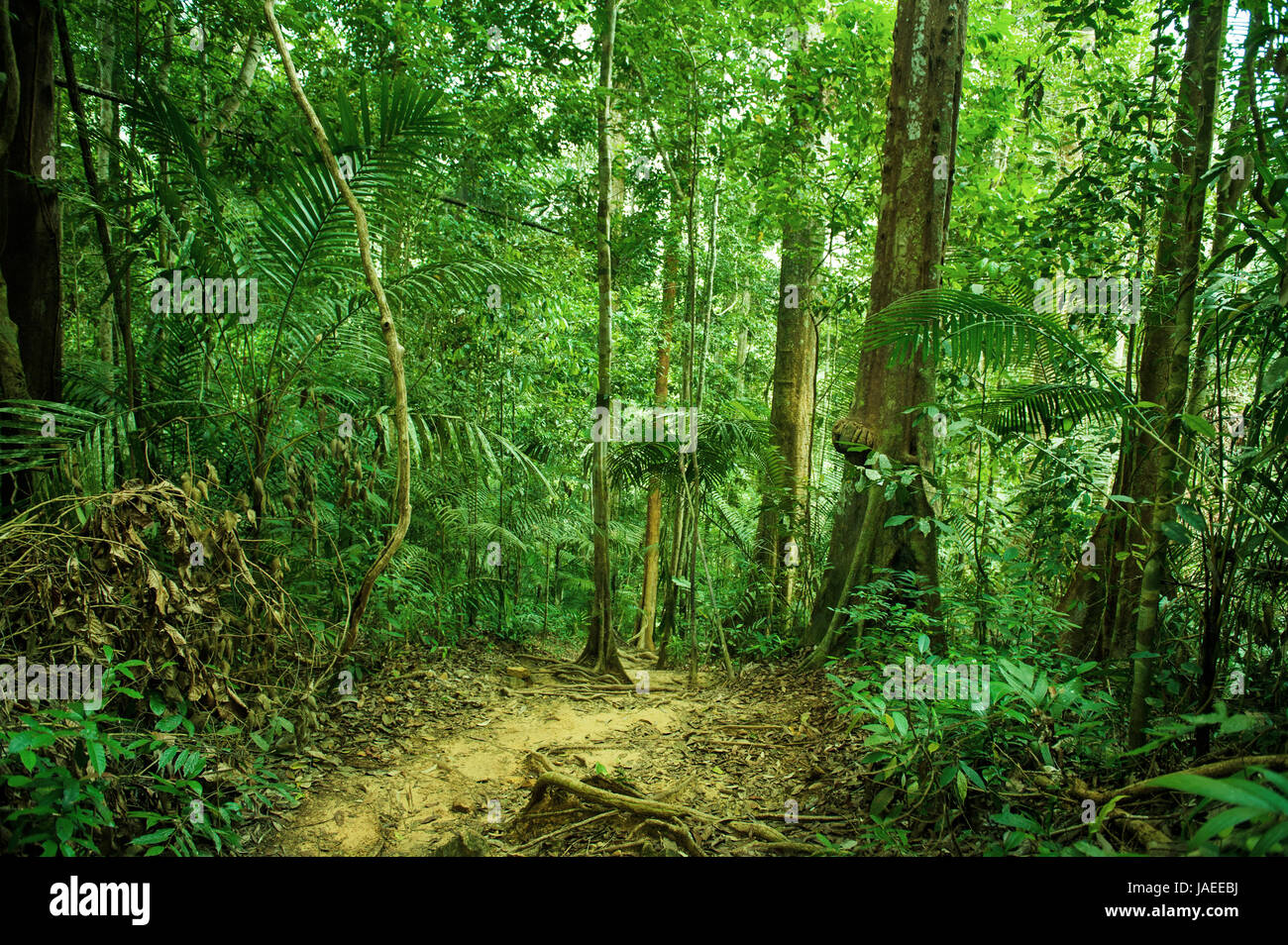 Tropical green forest landscape, National Park, Malaysia Stock Photo ...