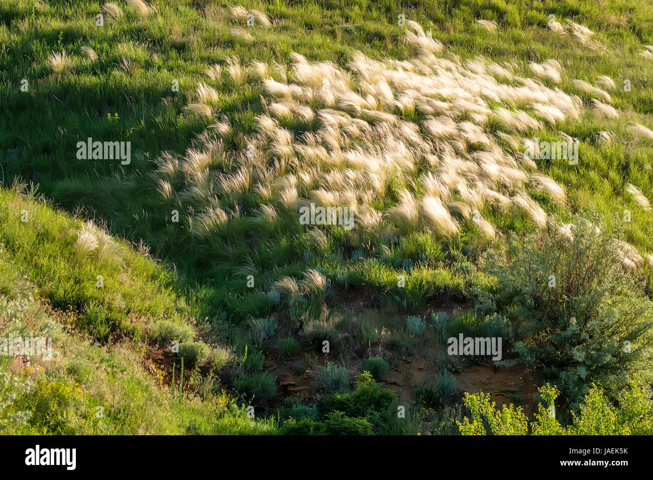 Feather or spear grass swaying in wind at sunrise in steppe Stock Photo