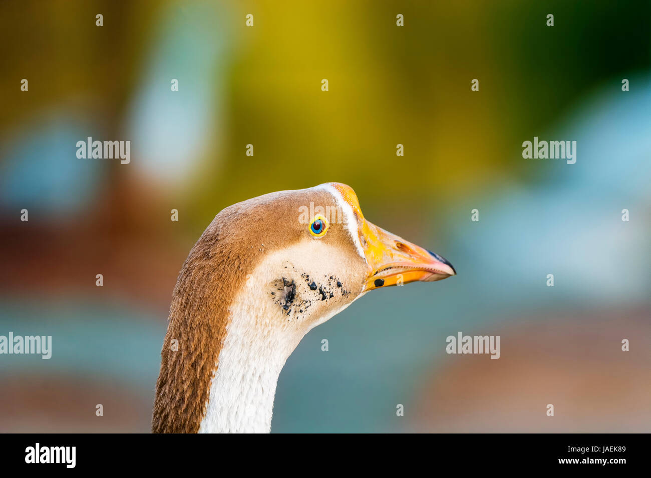 India swan bird hires stock photography and images Alamy
