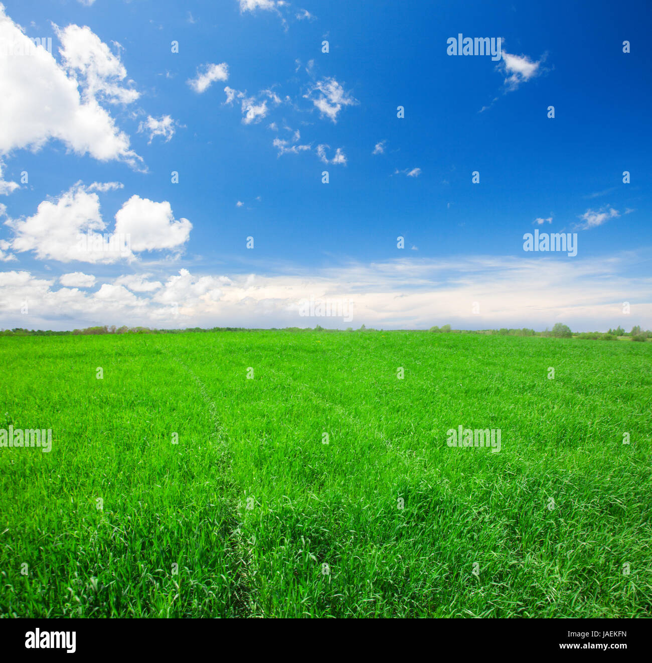 Green field with flowers under blue cloudy sky Stock Photo - Alamy
