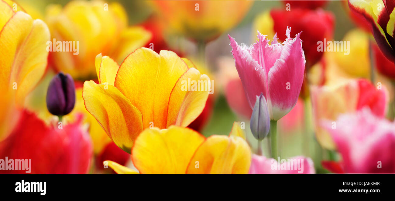 tulpen bunt highres Stock Photo