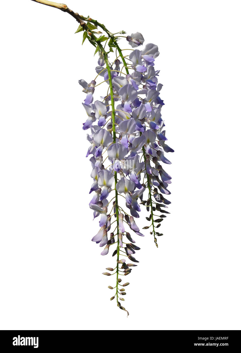 Chinesischer Blauregen (Wisteria sinensis Stock Photo - Alamy