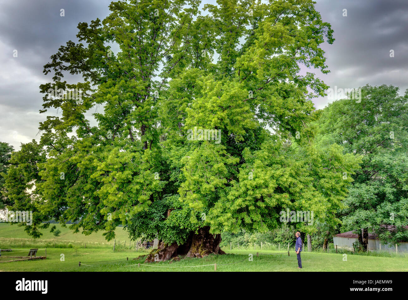 France, Jura, Ivory, Grange Sauvaget hamlet, remarkable lime tree, named Bracon Lime tree or Ivory Lime tree Stock Photo