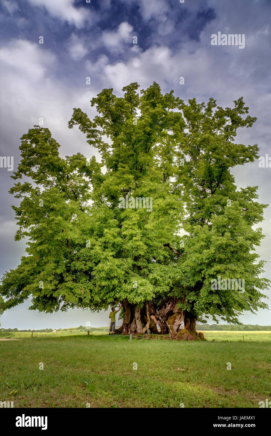 France, Jura, Ivory, Grange Sauvaget hamlet, remarkable lime tree, named Bracon Lime tree or Ivory Lime tree Stock Photo