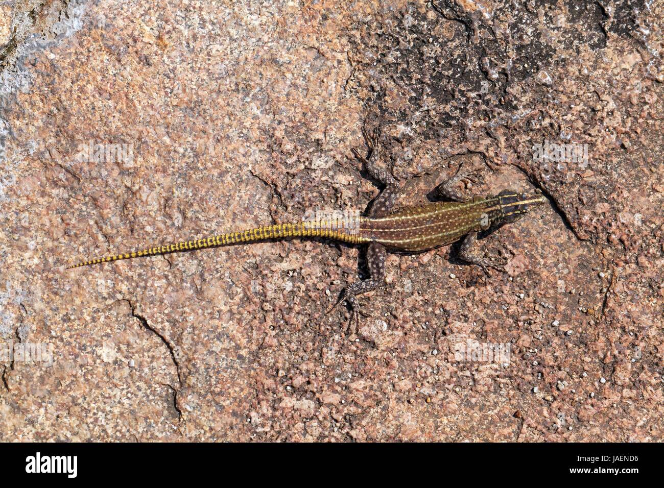 Platysaurus intermedius, Weibchen Stock Photo