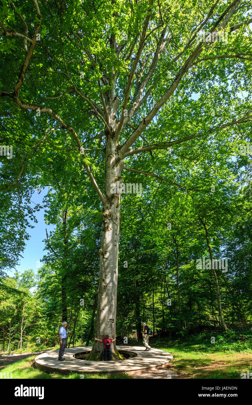 France, Jura, Arbois, Arbois forest, President beech, remarkable tree Stock Photo